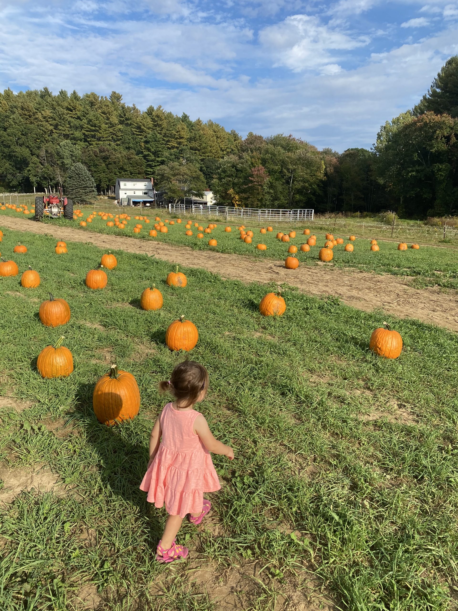 45-fun-fall-food-activities-for-toddlers-and-kids-lauren-sharifi